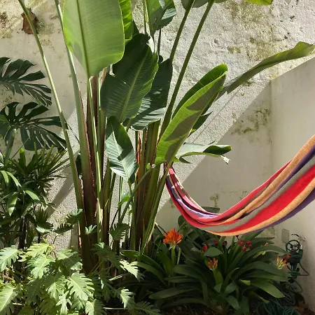 Daire The Monkey Flat *