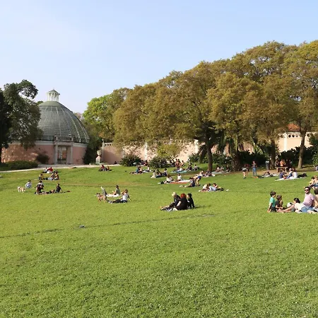 Daire The Monkey Flat